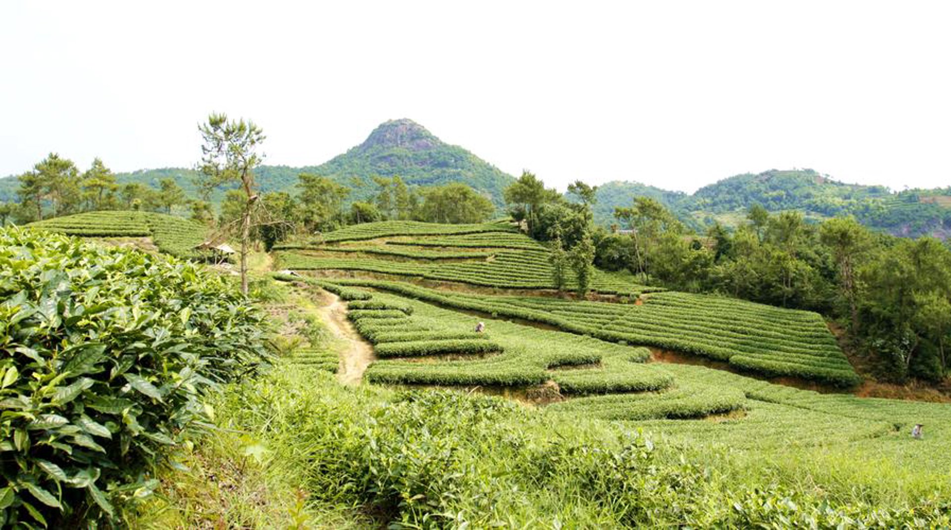狮山茶业